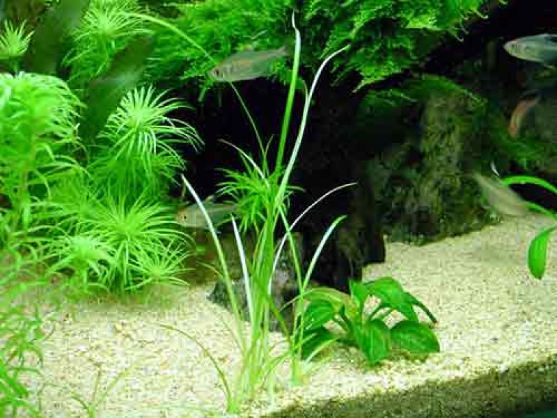 Валлиснерия нана