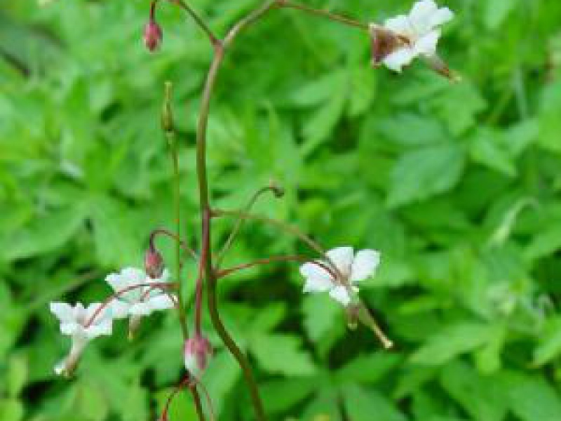 Ванкуверия