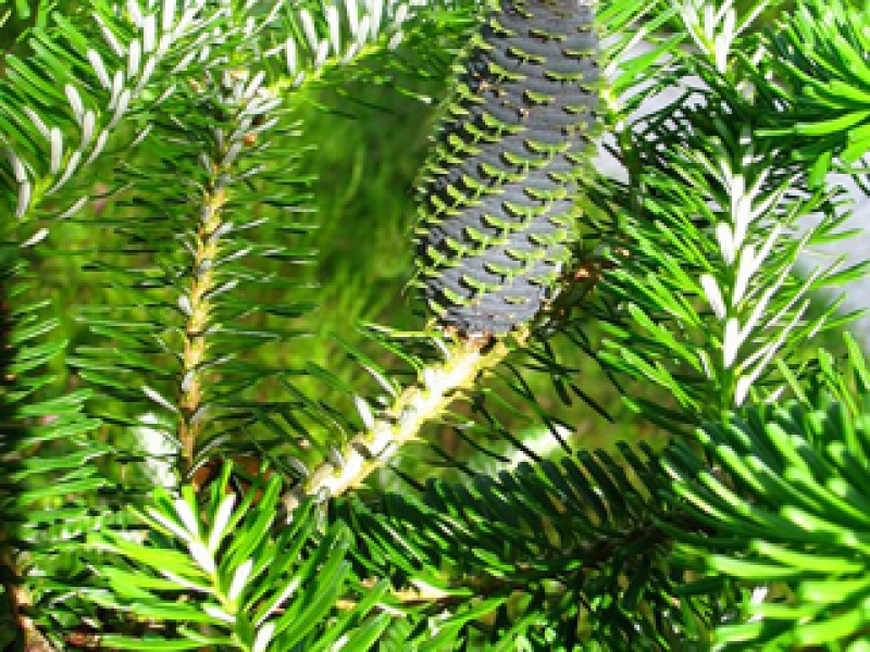 Japanese fir