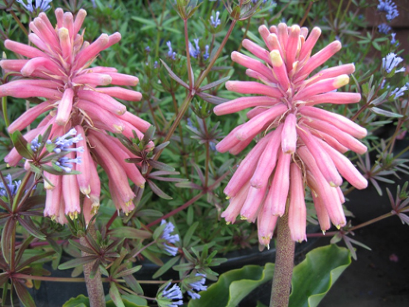 Вельтгеймия