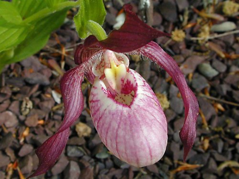 Башмачок вздутый