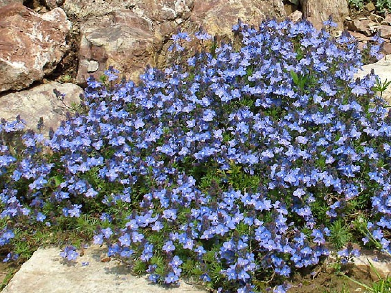 Вероника армянская