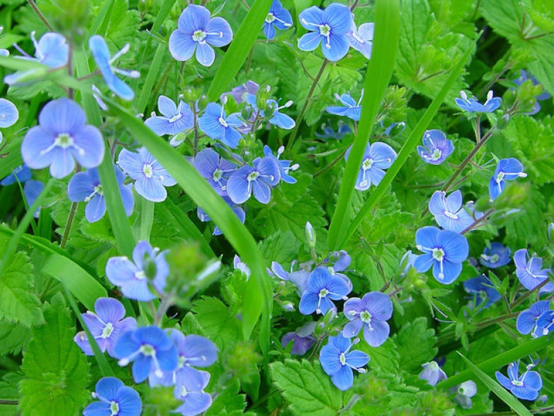 Вероника дубравная