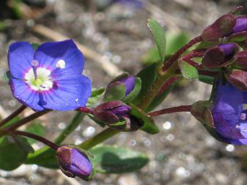 Вероника ветвистая, или кустящаяся