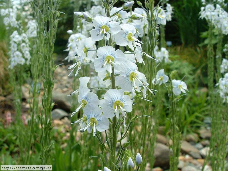 Вероника горечавковая