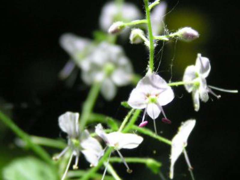 Вероника широколистная