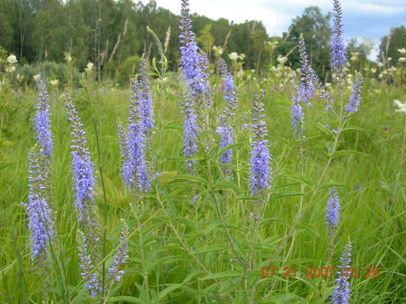 Вероника длиннолистная