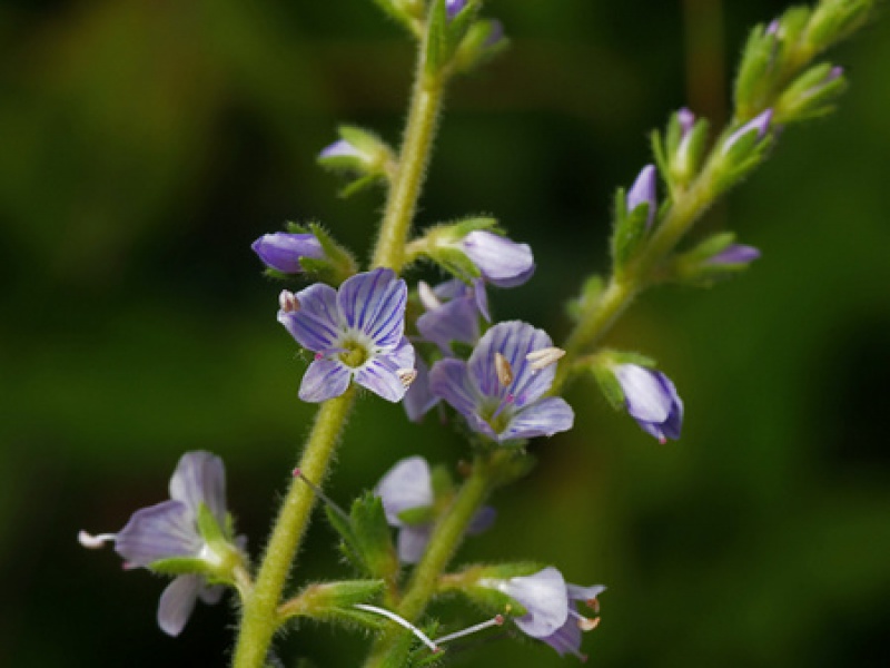 Вероника лекарственная