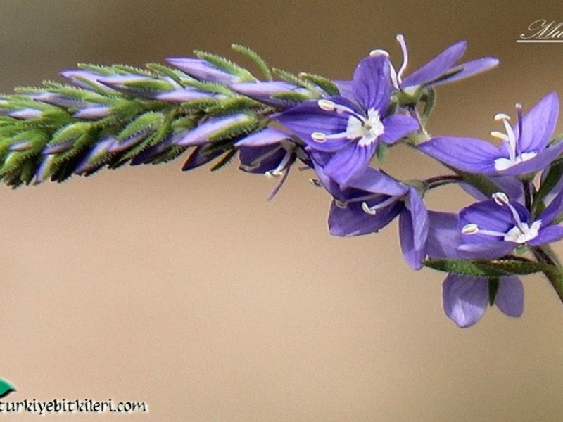 Вероника крымская