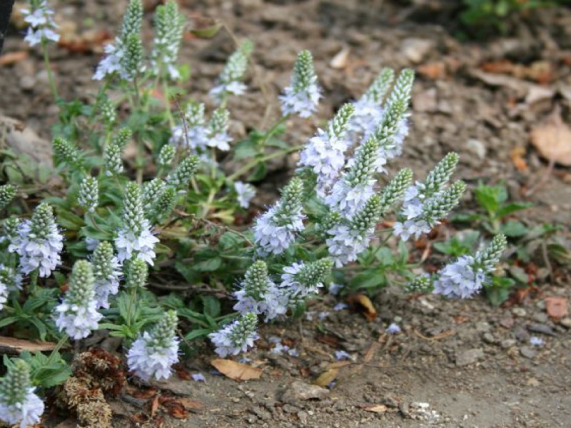 Вероника простертая