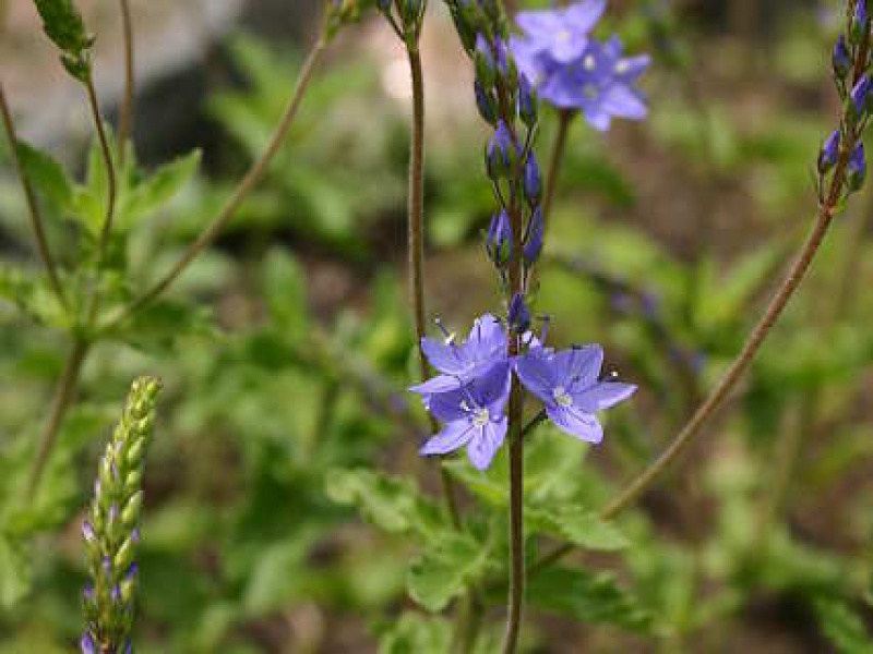 Вероника щебнистая