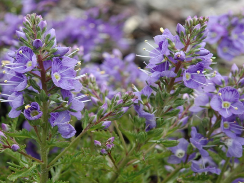 Вероника Шмидта