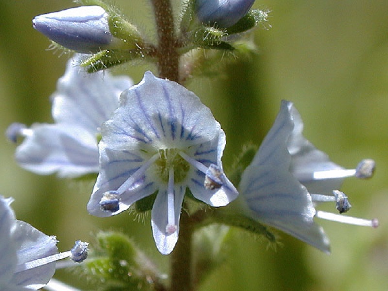 Вероника тимьянолистная
