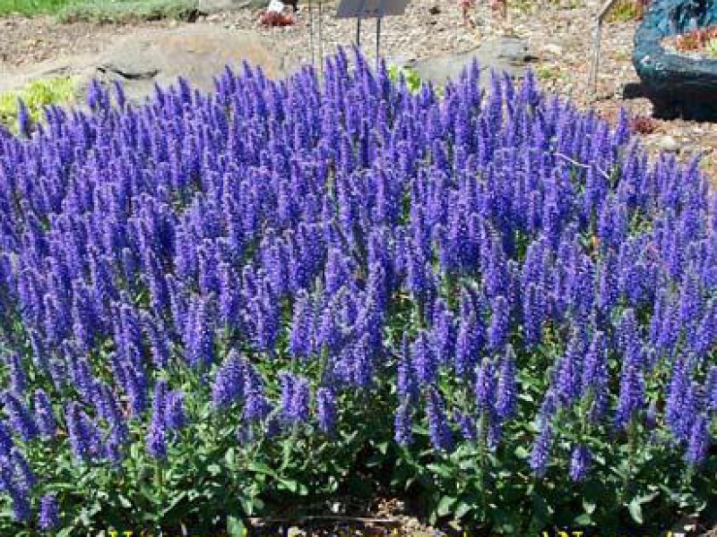 Вероника колосовая