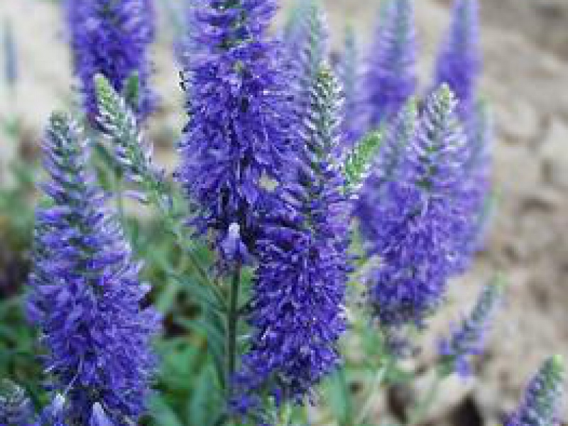 Вероника Стеллера