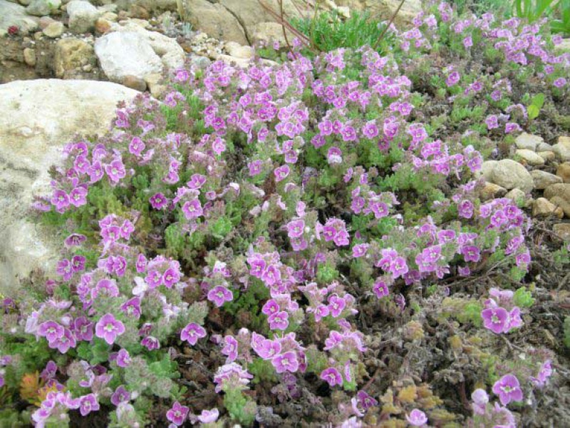 Вероника деревянистая, или побеговая