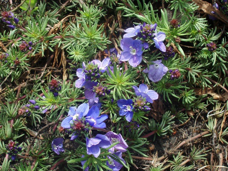 Вероника большая