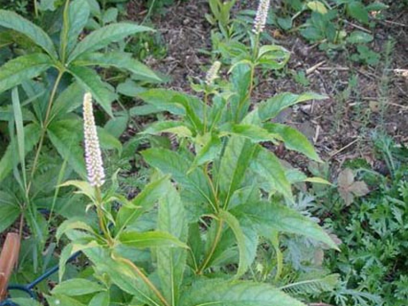 Вероника сибирская