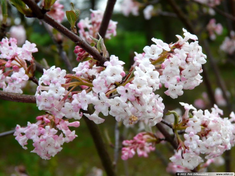 Калина боднантенская