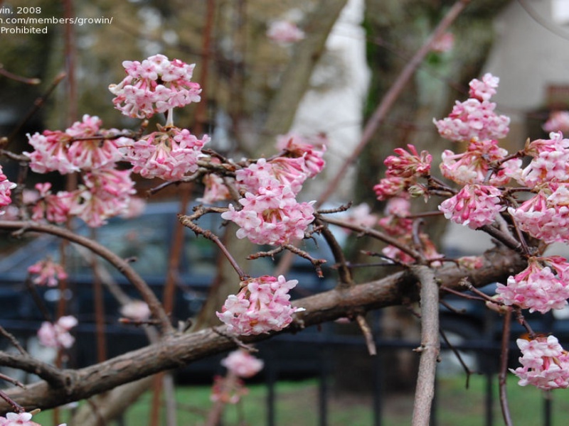 Калина боднантенская Даун
