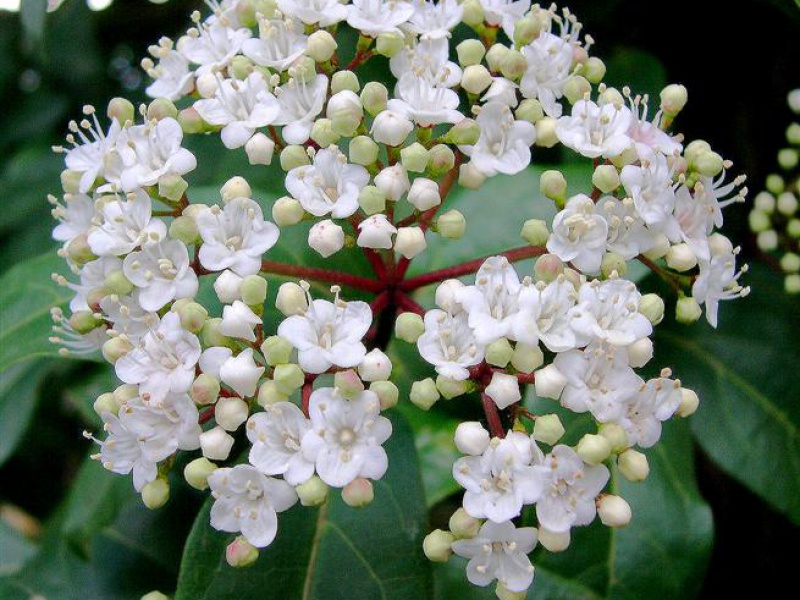 Калина лавролистная