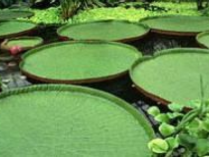 Виктория или Регия (царственная)