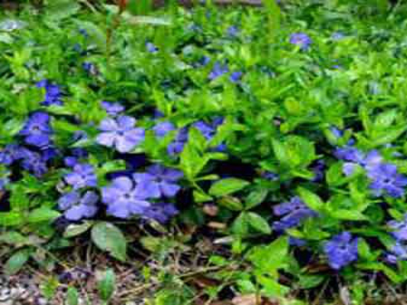 Барвинок малый