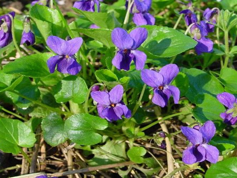 Фиалка душистая