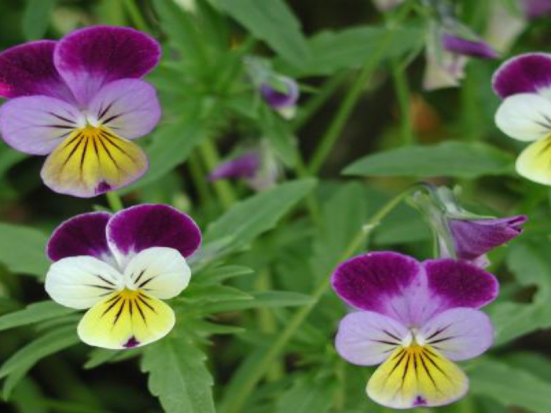 Фиалка трехцветная, или Анютины глазки