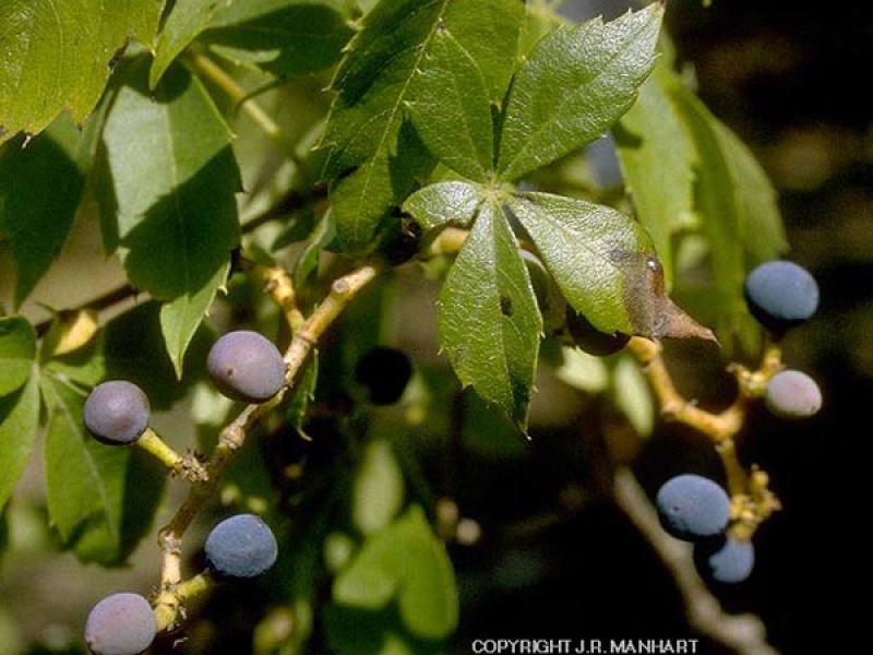 Виноградовые