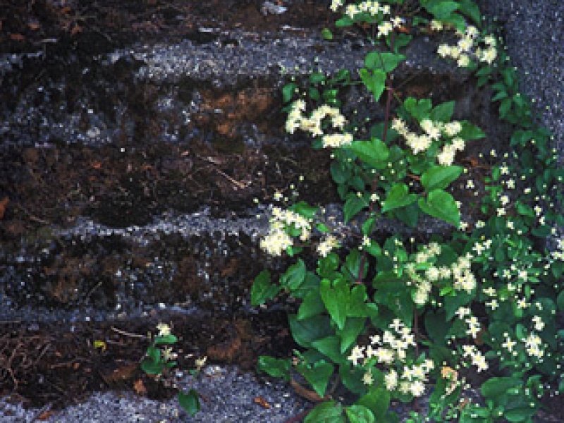 Ломонос обыкновенный