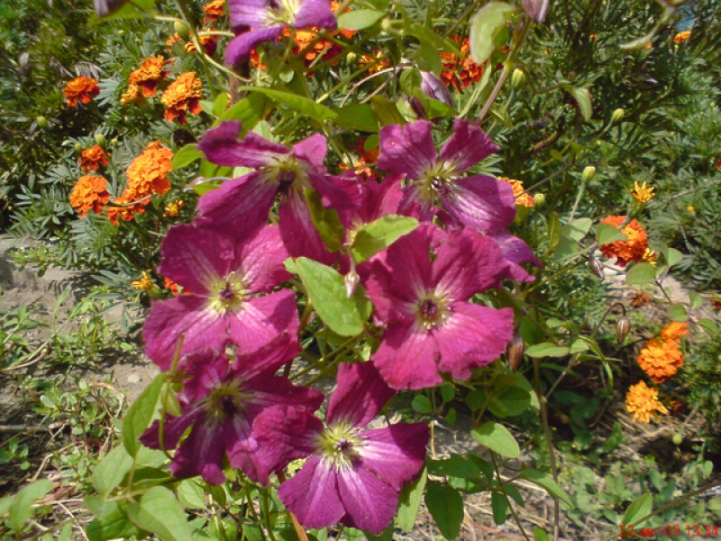 Клематис Витицелла