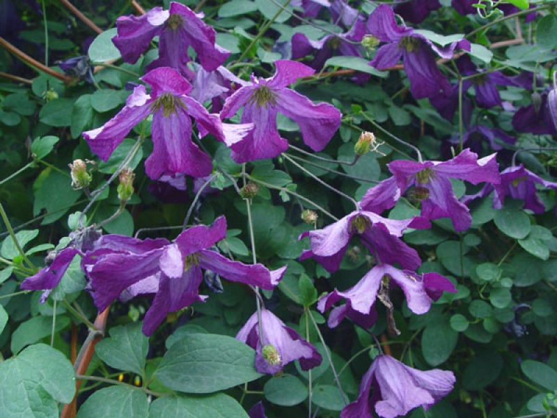 Ломонос фиолетовый