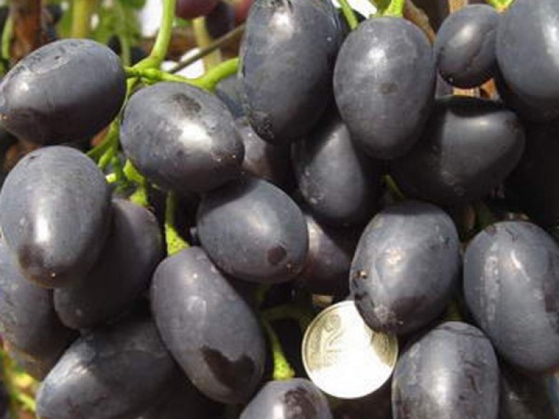 Виноград Надежда АЗОС