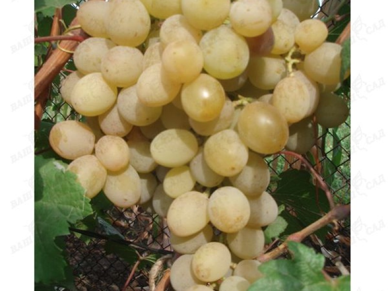 Виноград Розовая Дымка