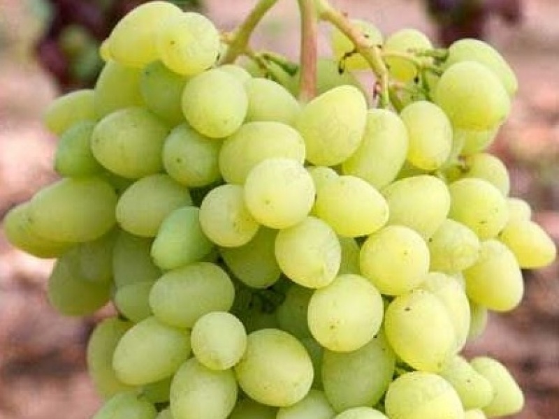 Виноград Долгожданный