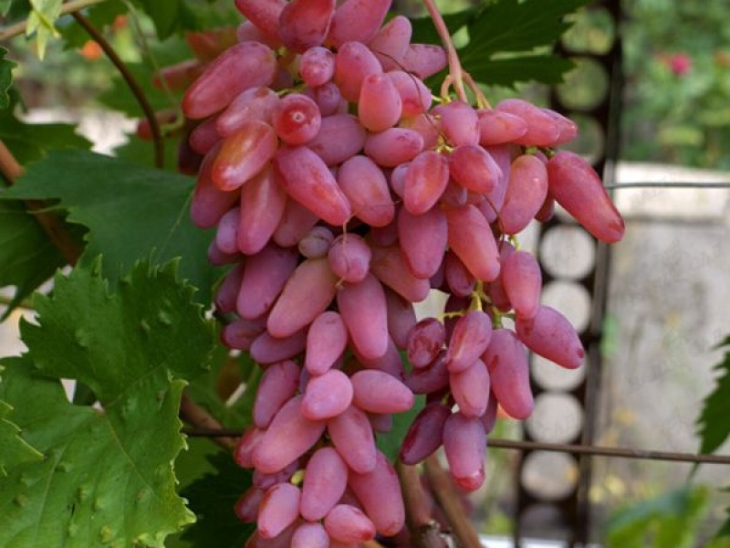 Виноград Оригинал