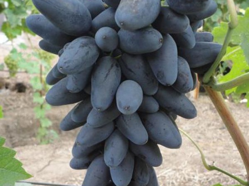 Виноград Викинг