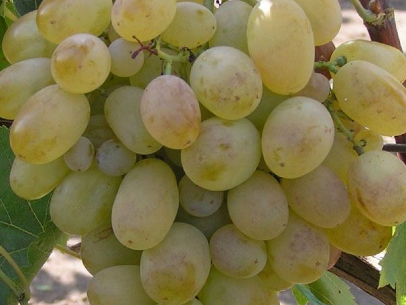 Виноград Новый подарок Запорожью