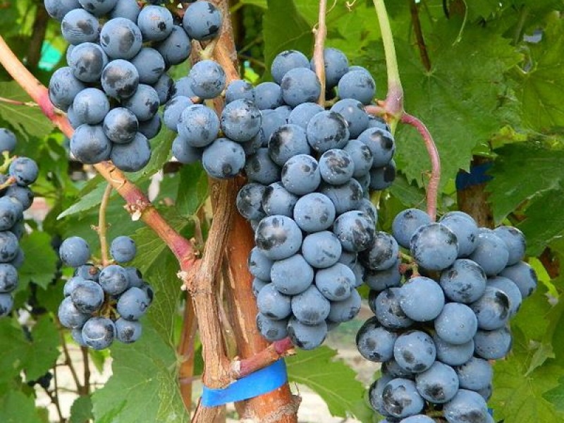 Виноград Голубок