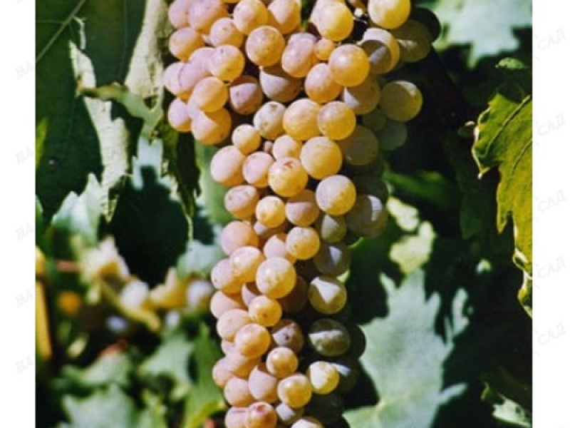 Виноград Мускат Голодриги