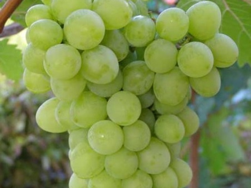 Виноград Прозрачный