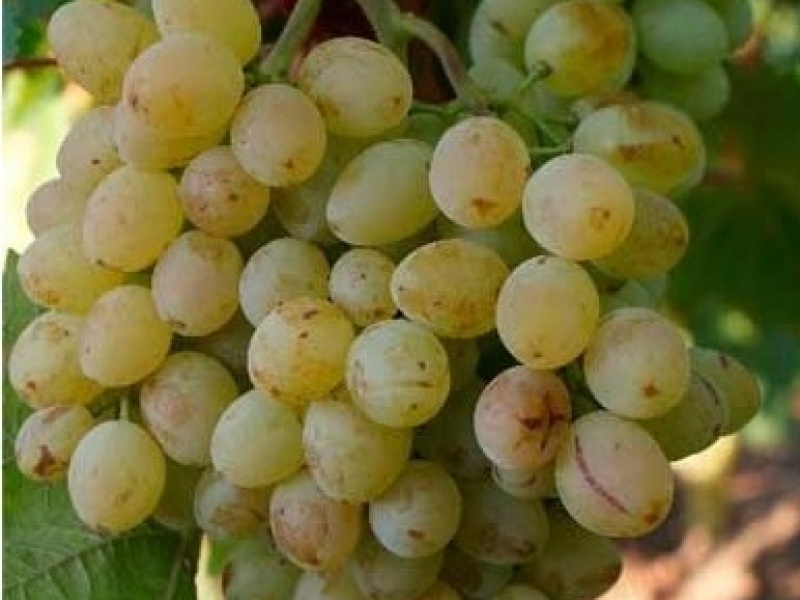 Виноград Кишмиш Арсеньевский