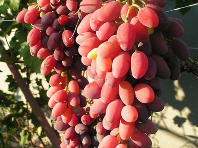 Виноград Придорожный