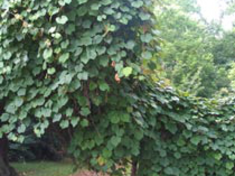 Виноград Куанье или японский