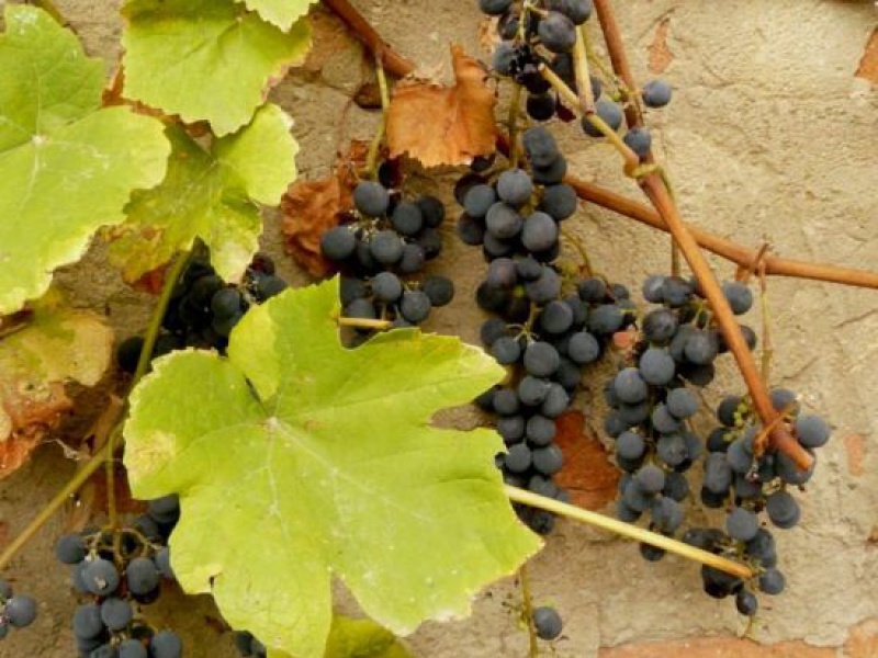 Виноград лабруска