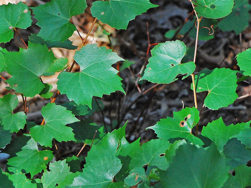 Виноград горный