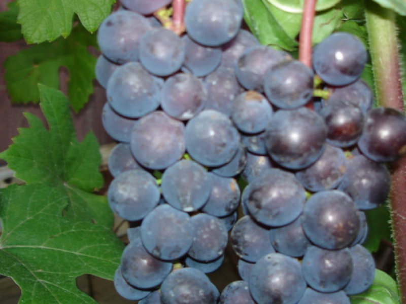 Виноград скальный