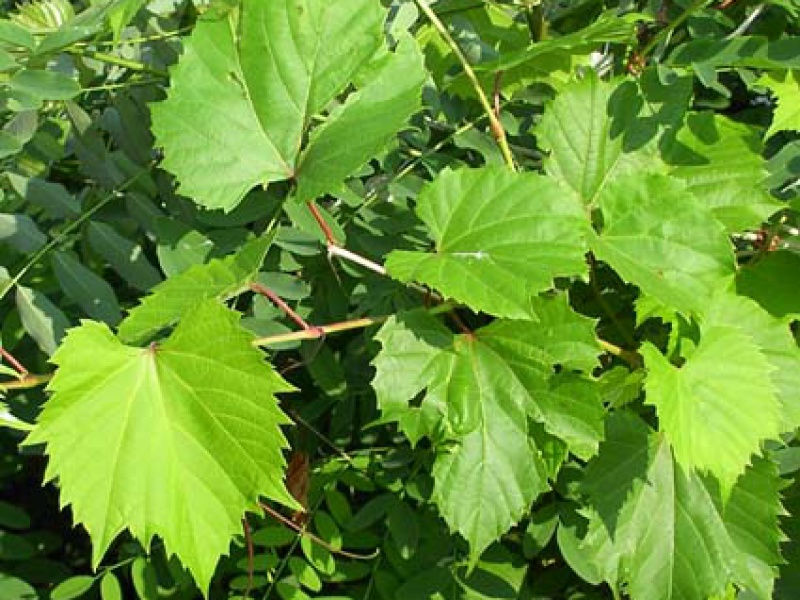 Виноград лесной