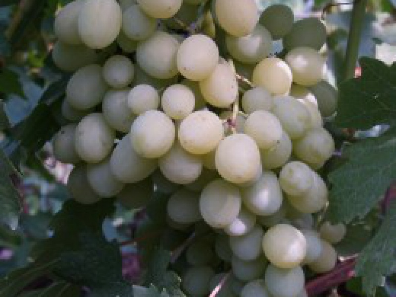 Виноград Лучезарный